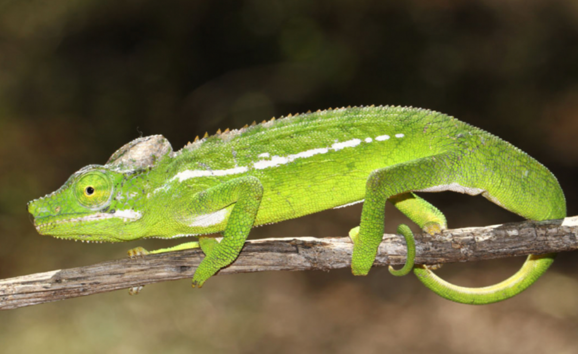 Picture courtesy Katrin Pawlik, 2015, Ifaty