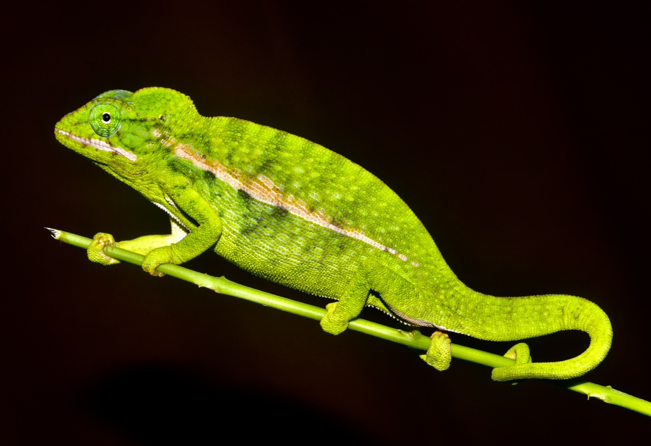 F. major, Tulear, SW Madagascar