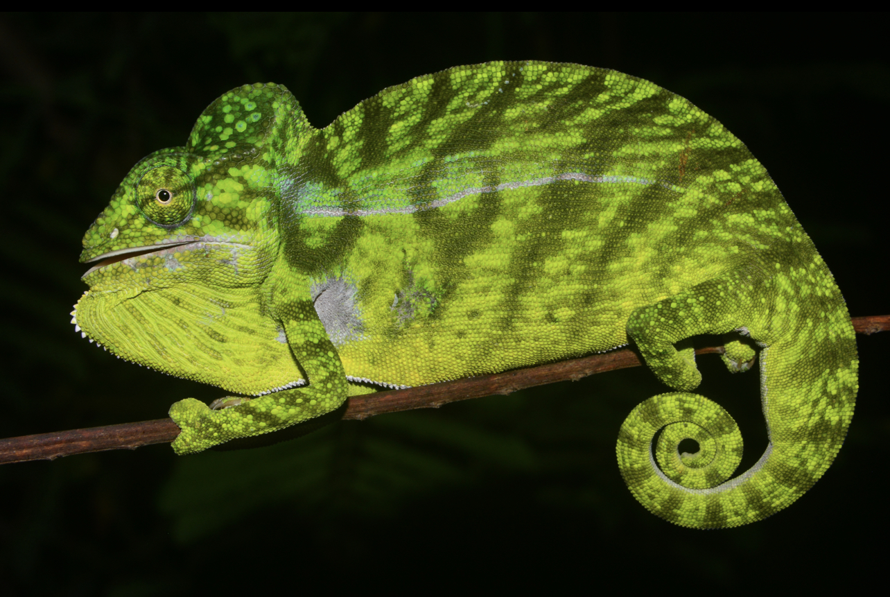 F. viridian, Morondava, CW Madagascar