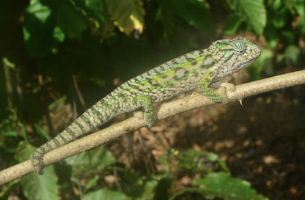 F. lateralis, Ranomfana, CE Madagascar