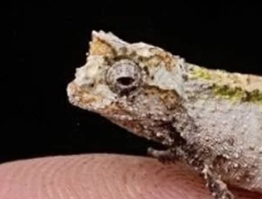 Brookesia ramanantsoai