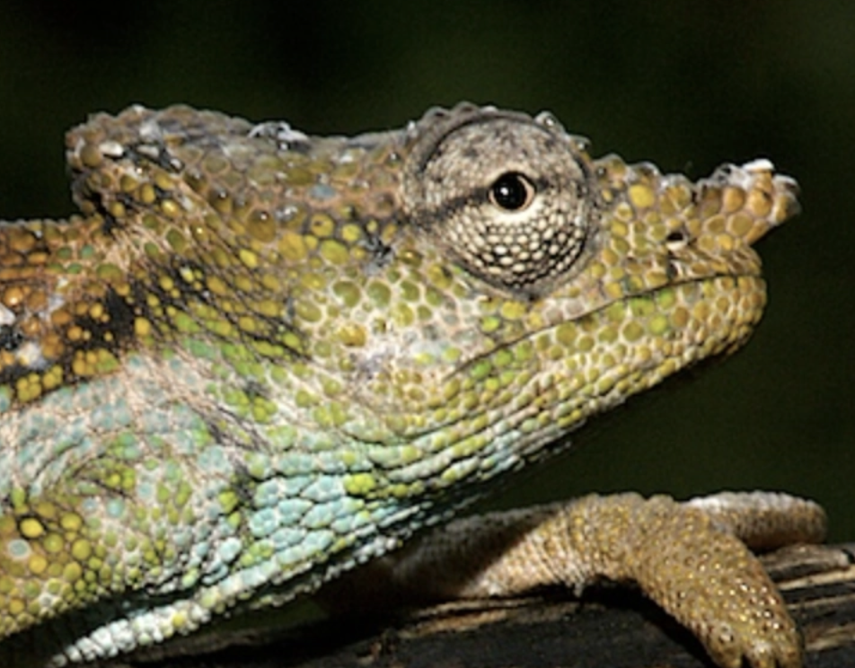 Kinyongia vanheygeni