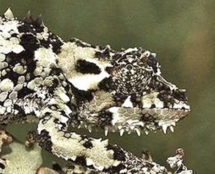 Trioceros laterispinis