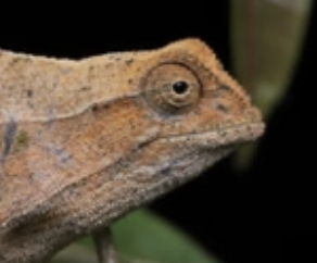 Rieppeleon brachyurus