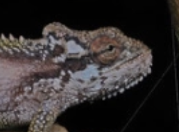 Bradypodion transvaalense