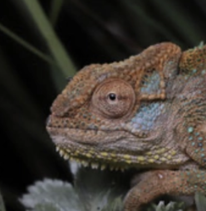 Bradypodion dracomontanum