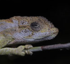 Bradypodion barbatulum