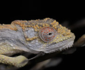 Bradypodion atromontanum