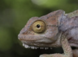 Bradypodion venustum