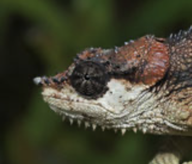 Trioceros tempeli