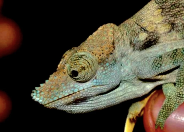 Kinyongia magomberae
