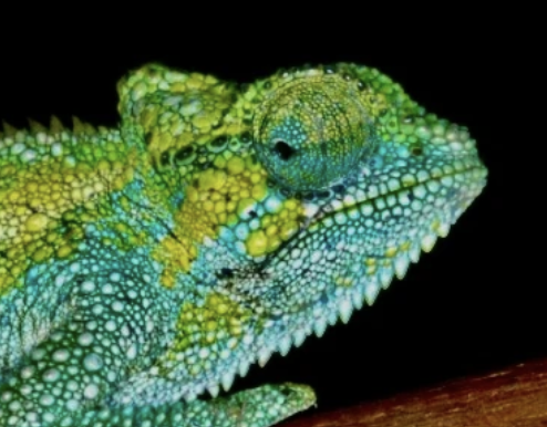 Trioceros sternfeldi