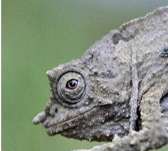 Rhampholeon plumptrei
