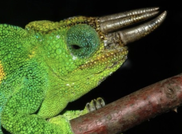 Trioceros johnstoni