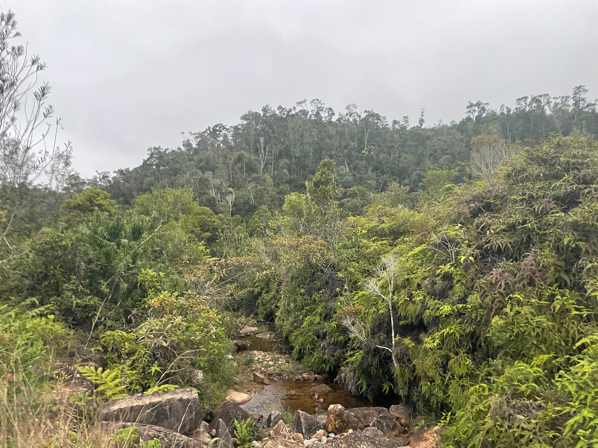 Vohimana NP