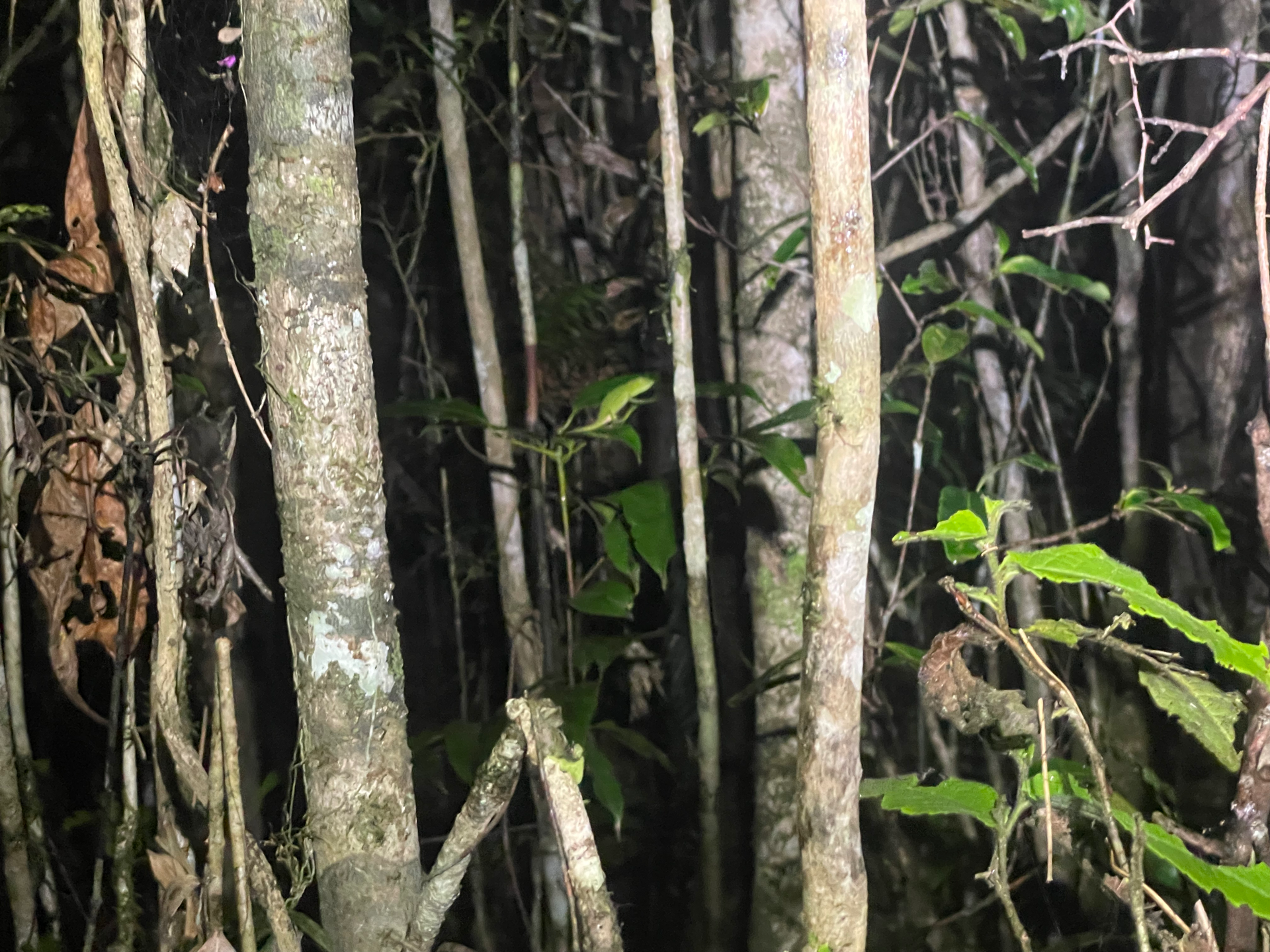 Biotope of C. furcifer