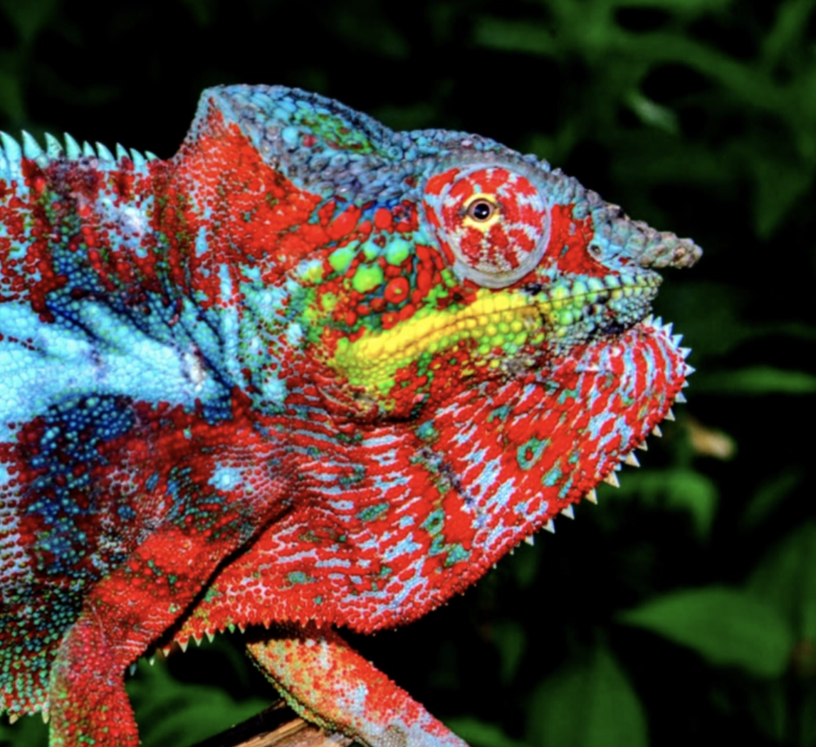 Furcifer