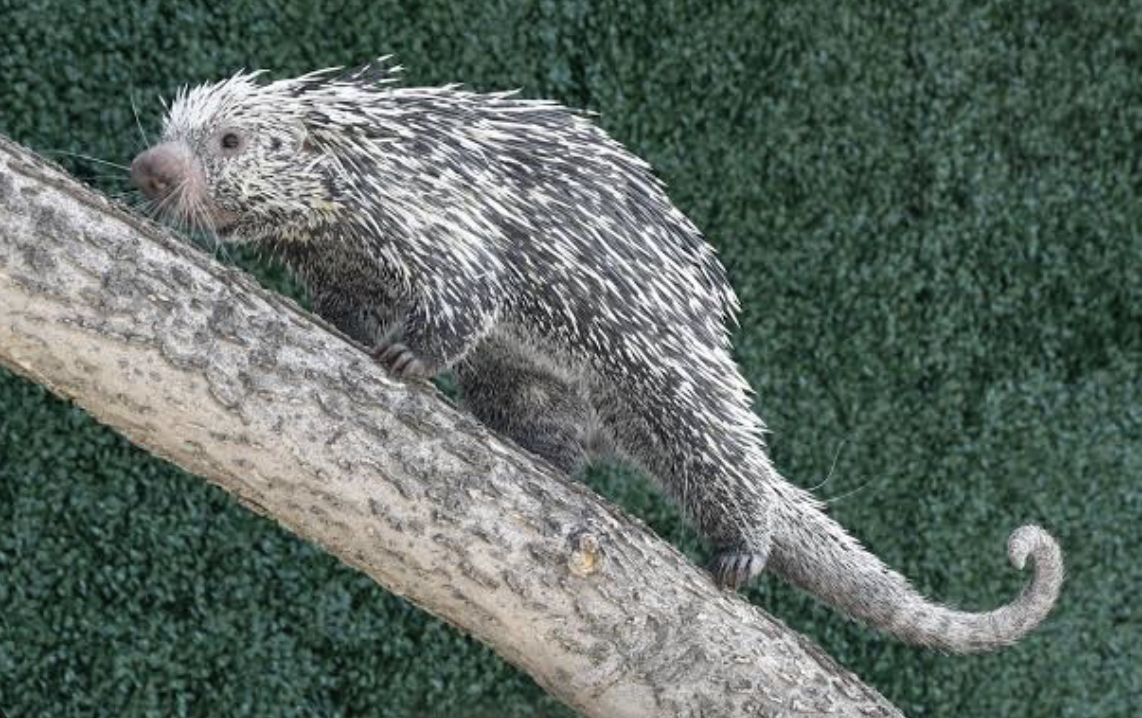 Chameleon Porcupine