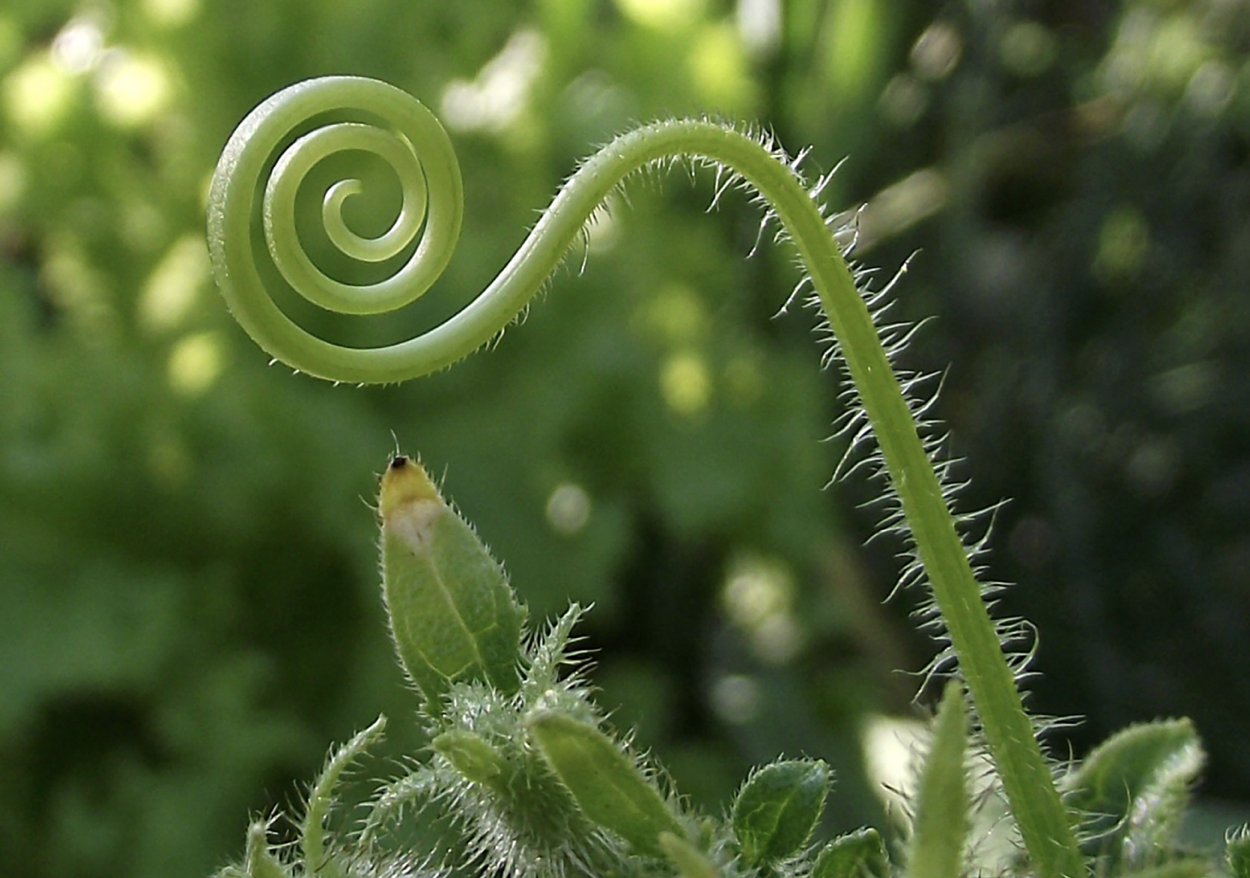 Tendril