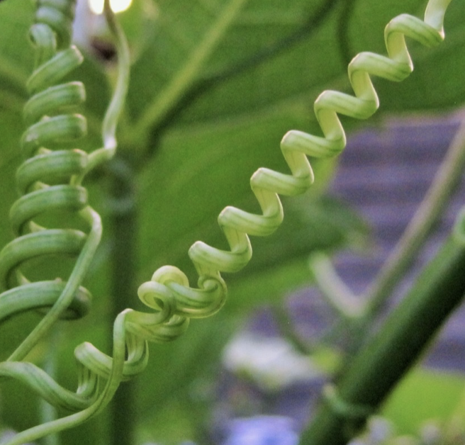Tendrils
