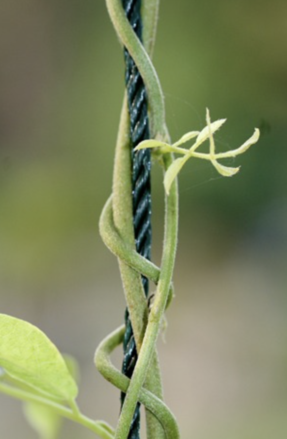 Twining stems
