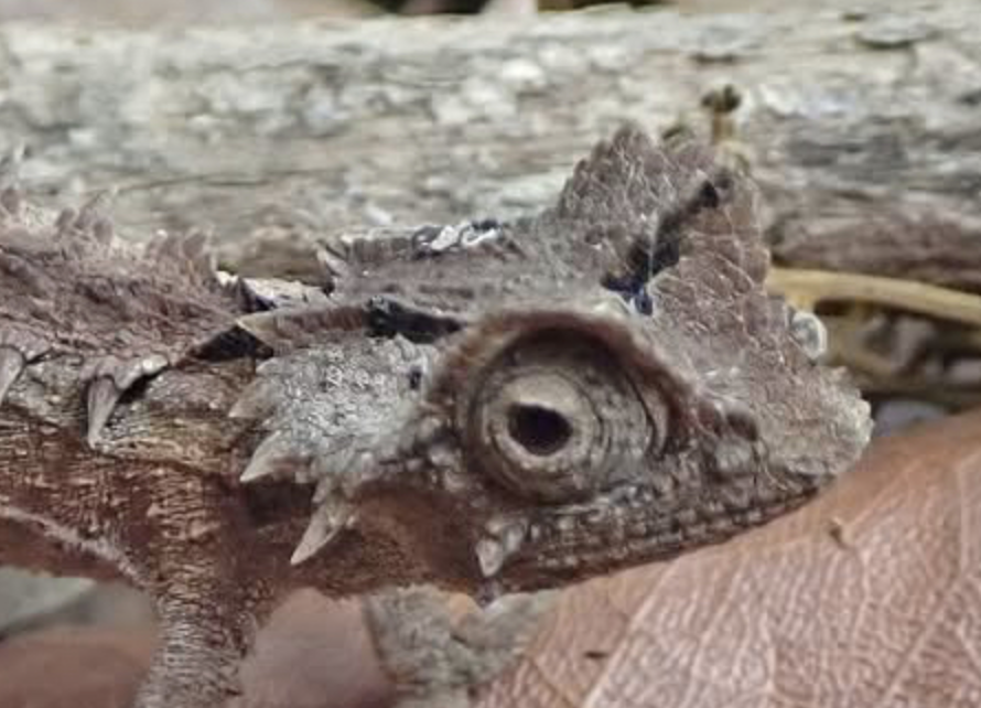 Brookesia bonsi