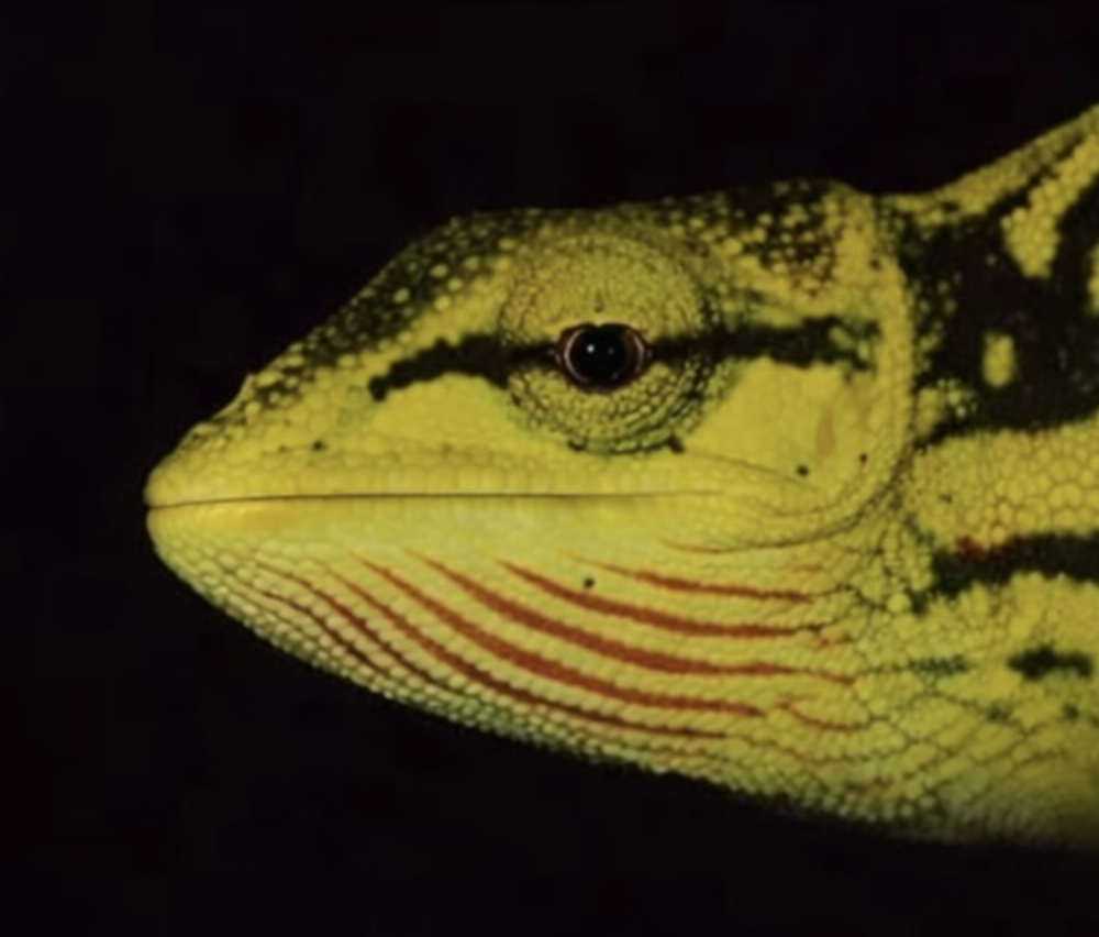 Calumma sp. cf gastrotaenia Binara