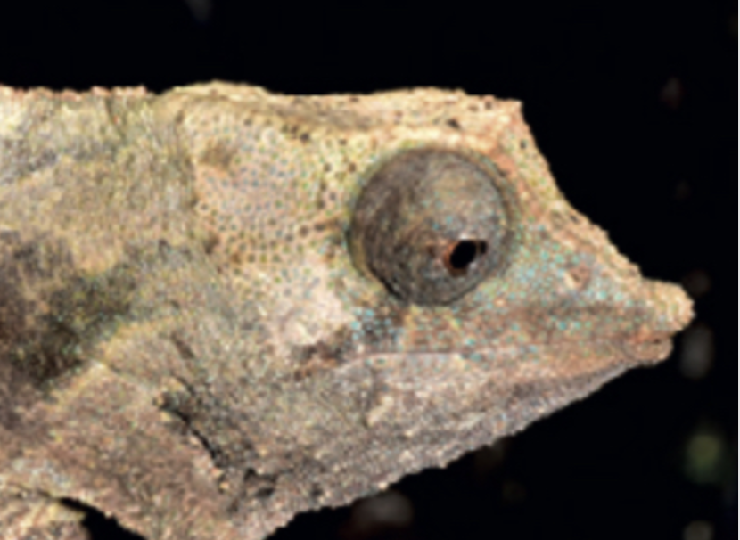 Rhampholeon cf. temporalis W Usambara
