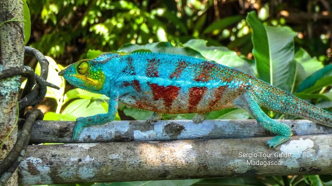 F.pardalis AMBATO
