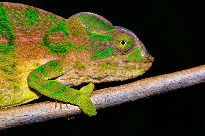 Furcifer viridis: Winter Colors of the Morondava Chameleon