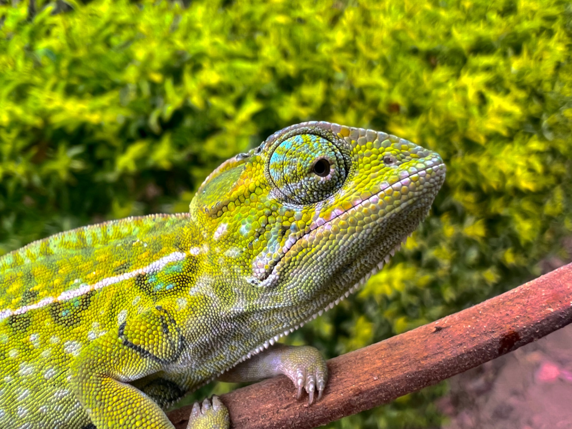 SeAD male in July in Tana