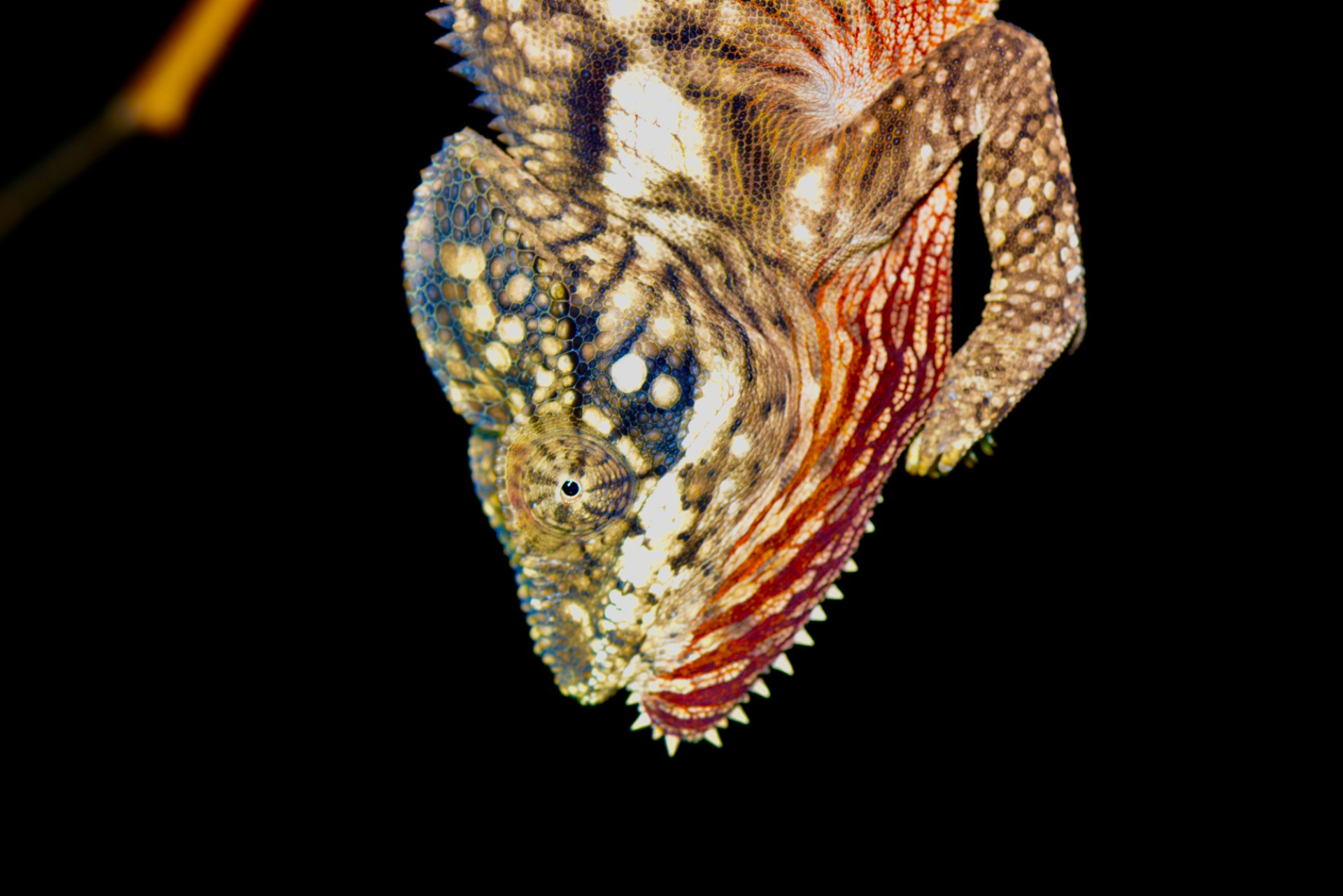 male