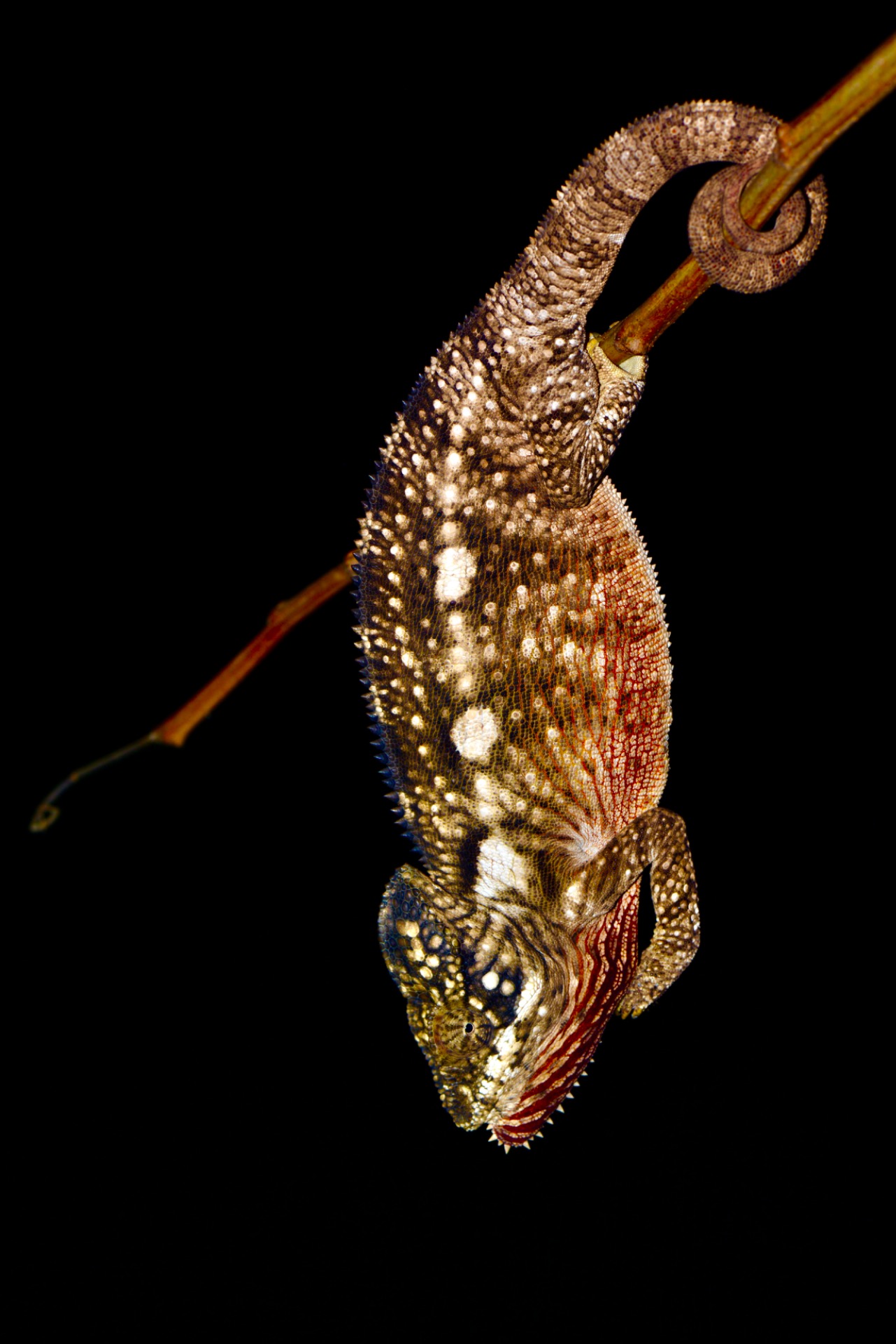 male