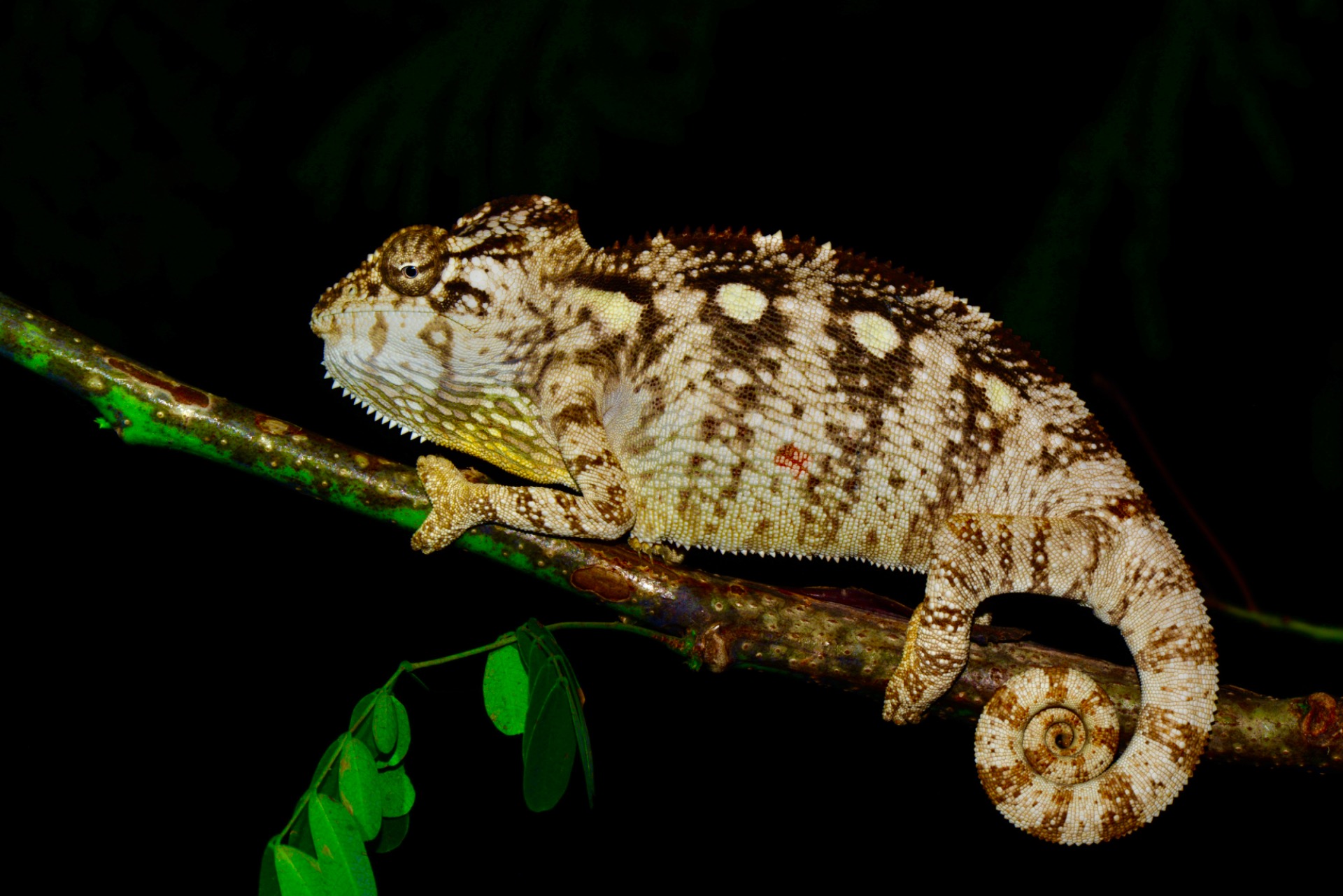 female