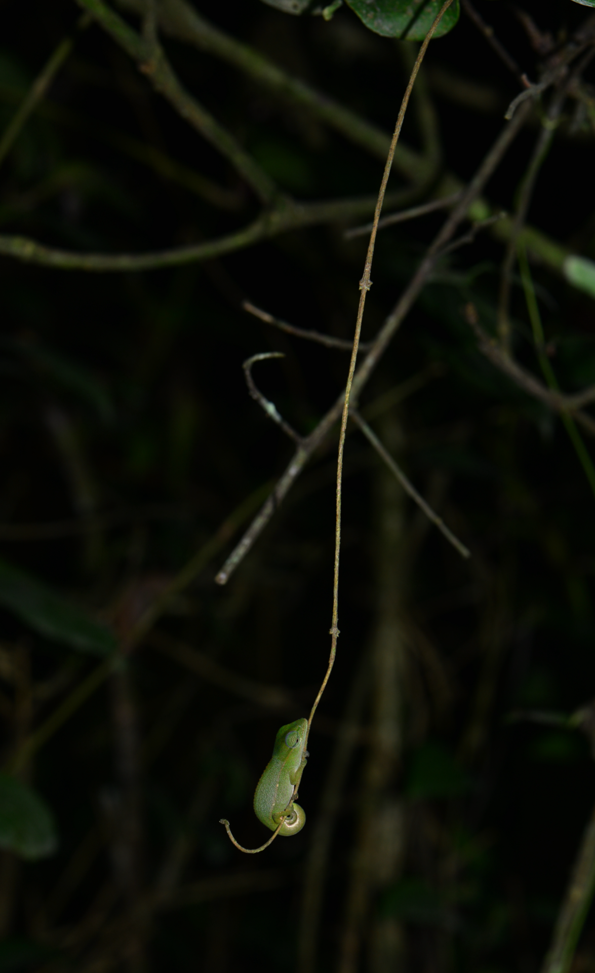 Calumma gastrotaenia, Mandraka