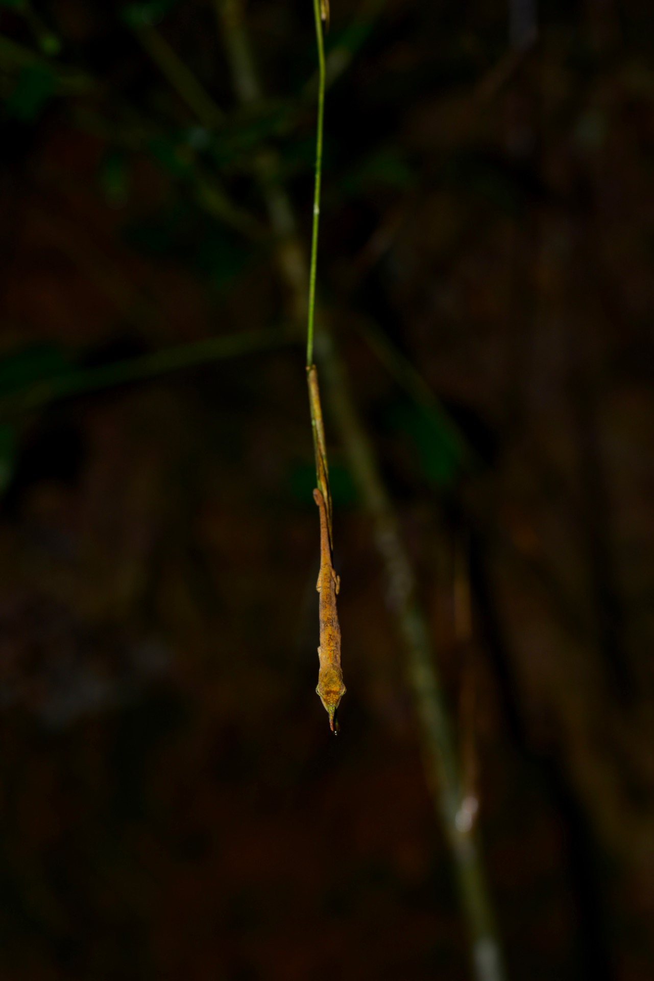 Calumma pinocchio, Vohimana