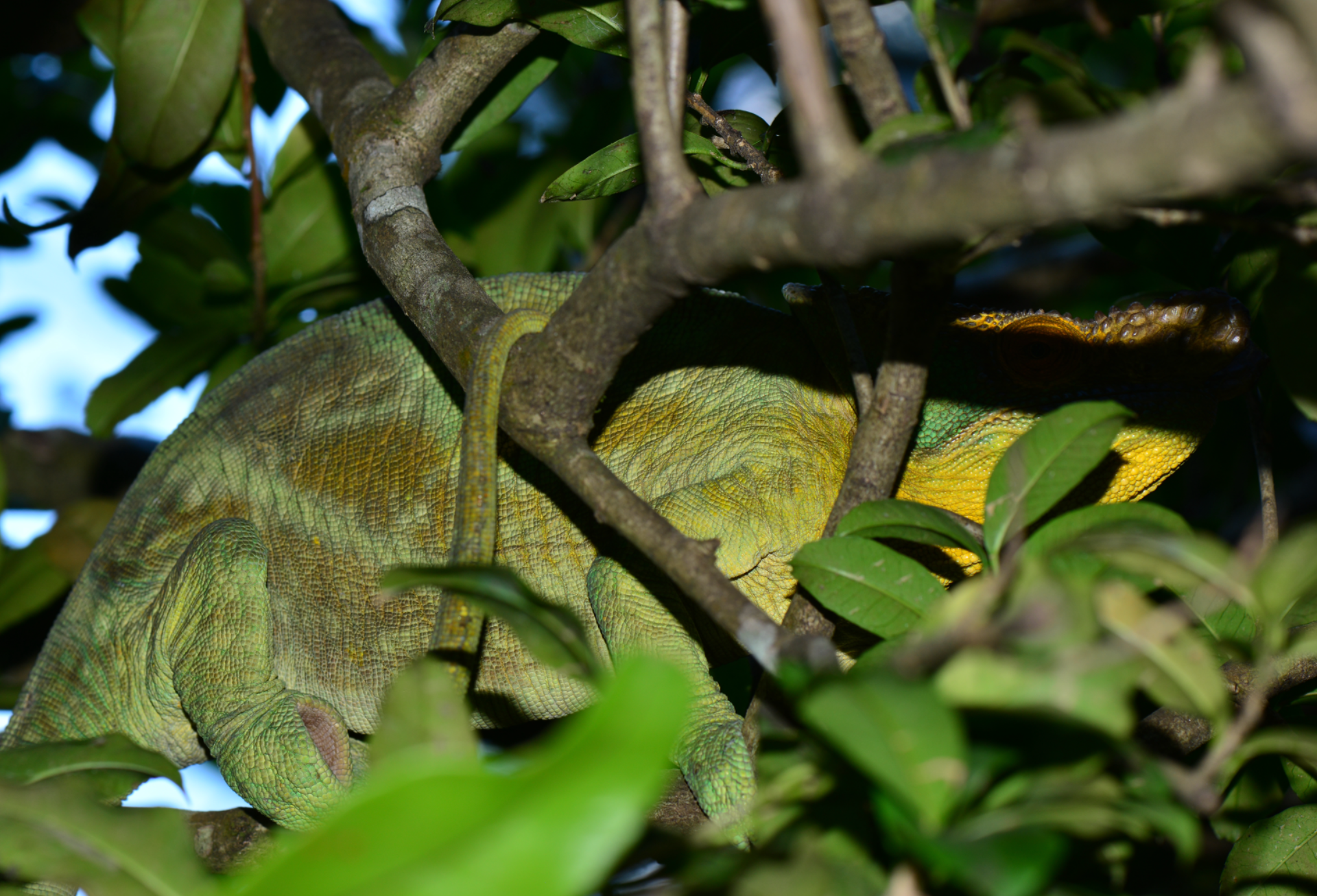 Brumating male of C. parsonii in Anosibe Anala