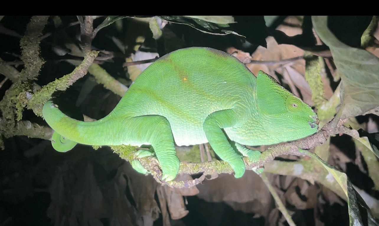 Brumating female of C. parsonii in Vohimana