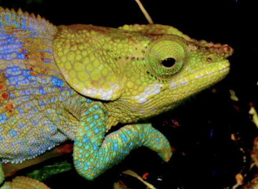 Calumma crypticum