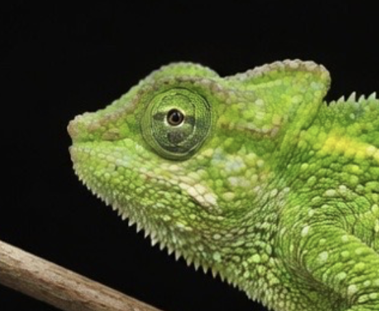 Trioceros sp. W Kenya 2