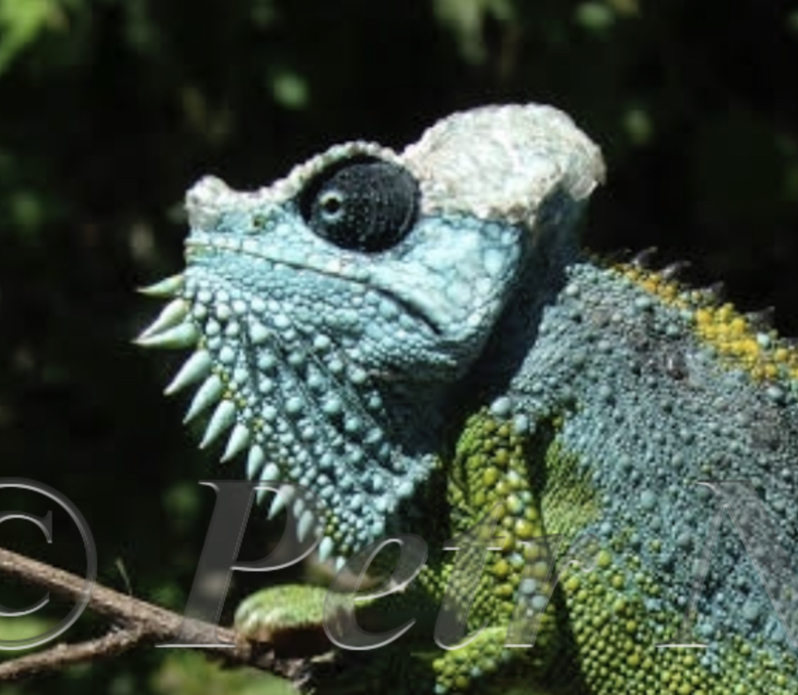 T. hoehnelii, C Kenya