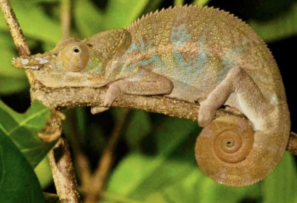 Furcifer angeli