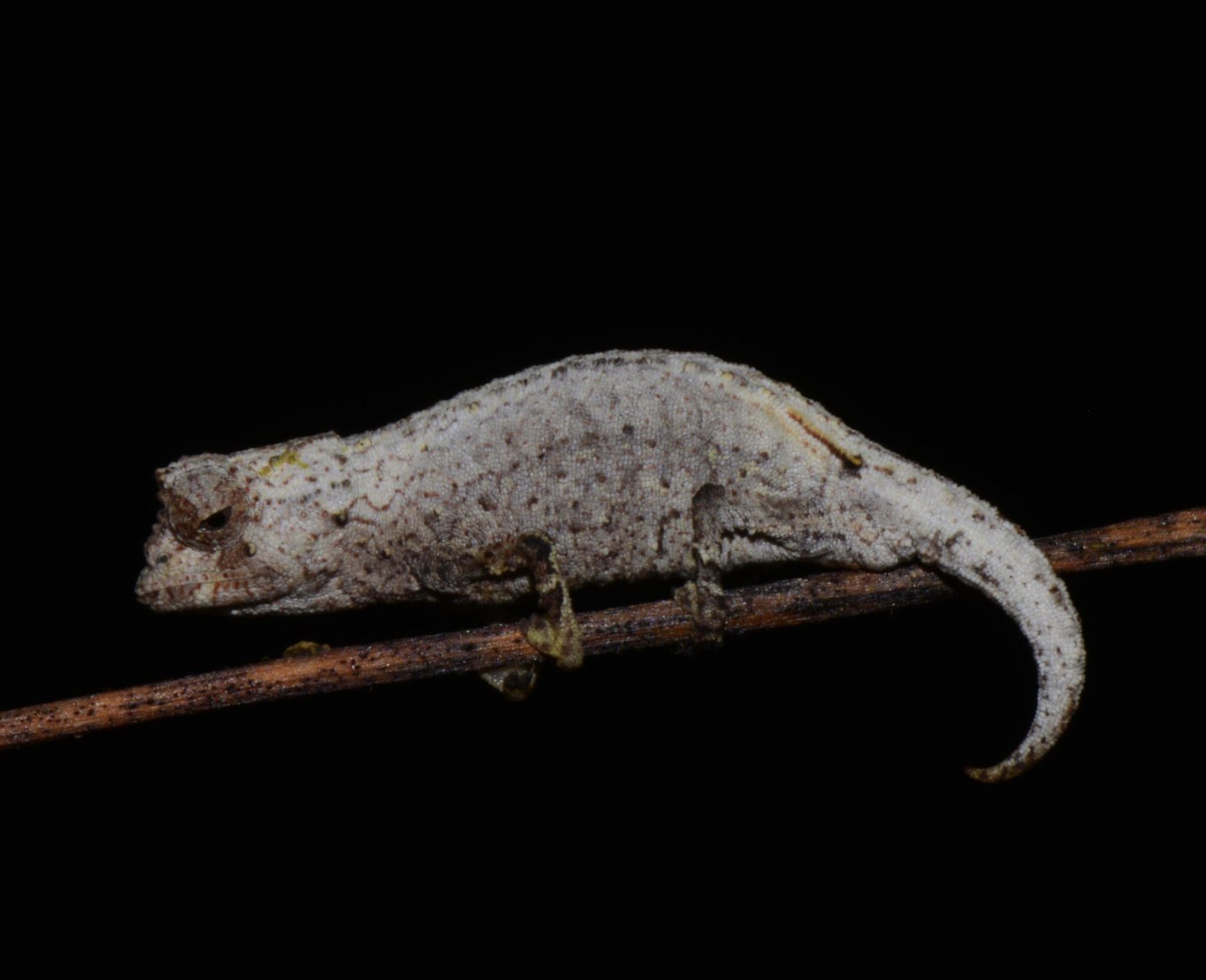 Brookesia nofy