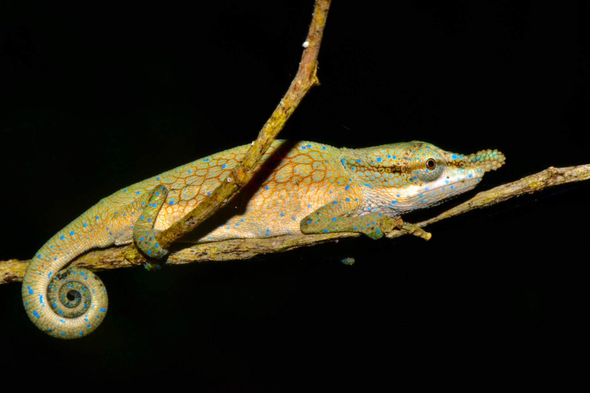 Male C. roaloko in August (dry season, wintertime)