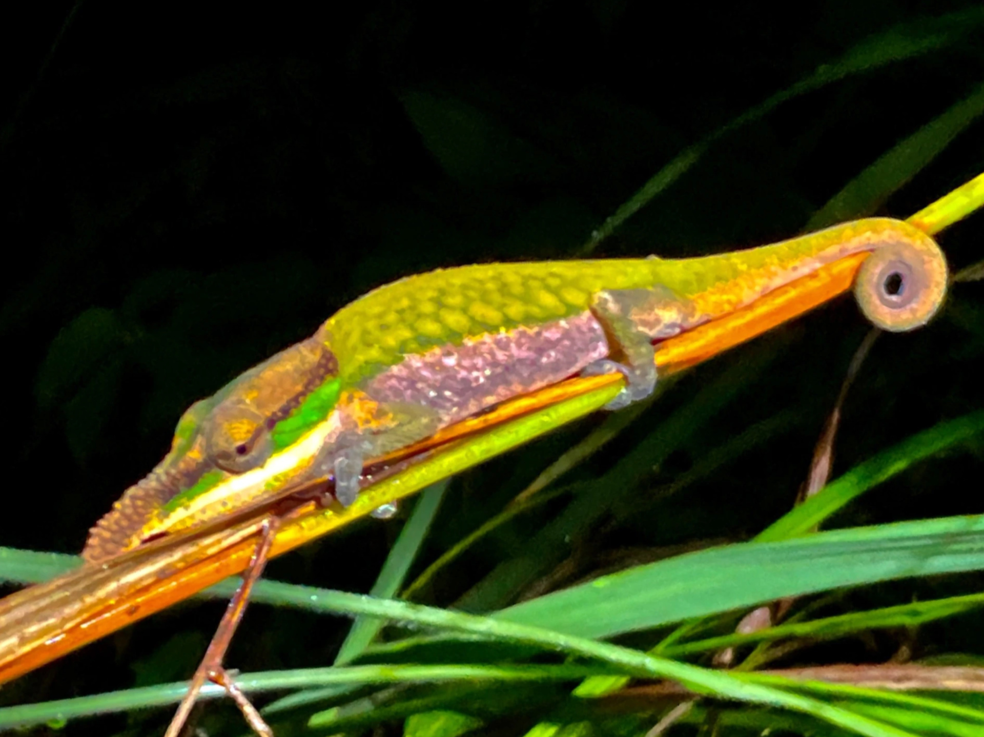 Male C. roaloko in January (rainy season, summertime)