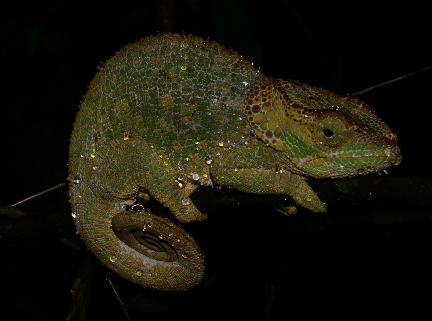 Calumma brevicorne female in the rain