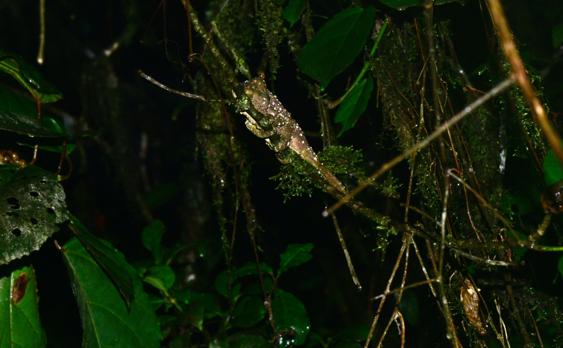 Calumma oshaughnessyi female in the rain