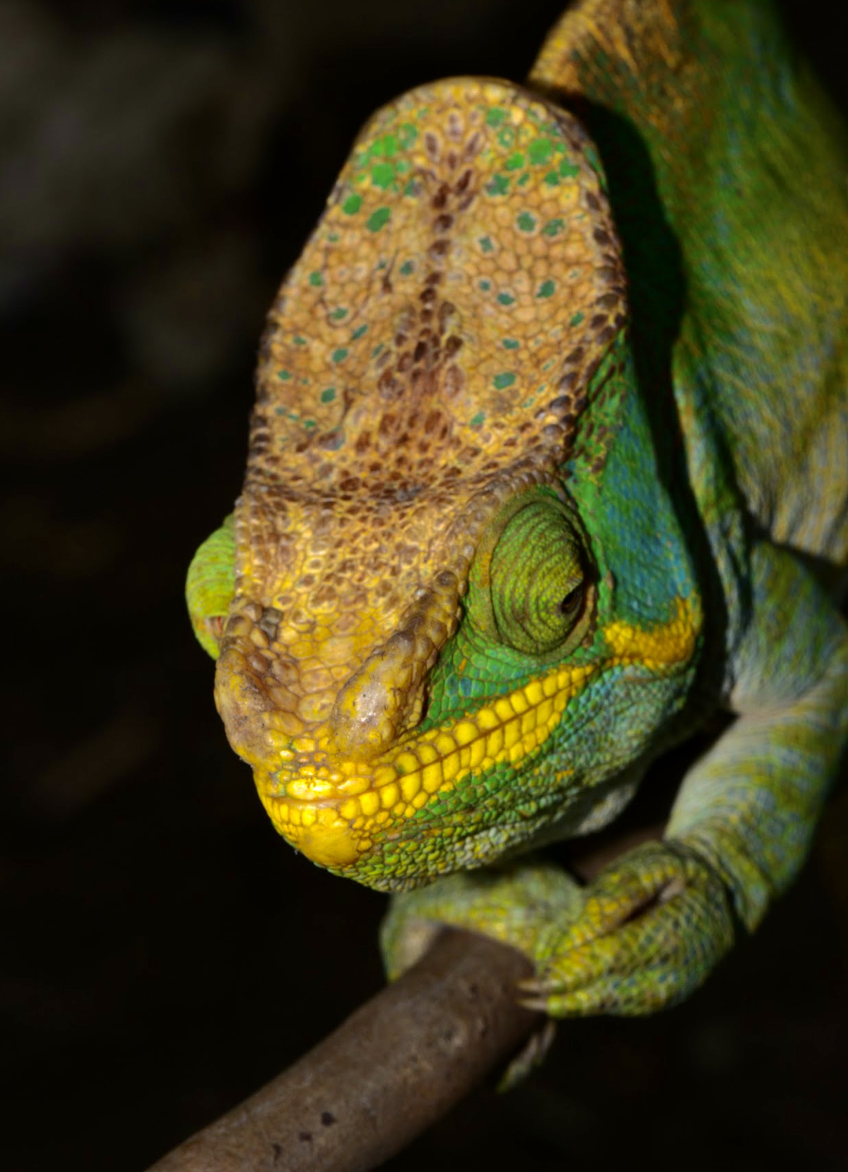 C. parsonii YL from Ranomafana: worn-off horns