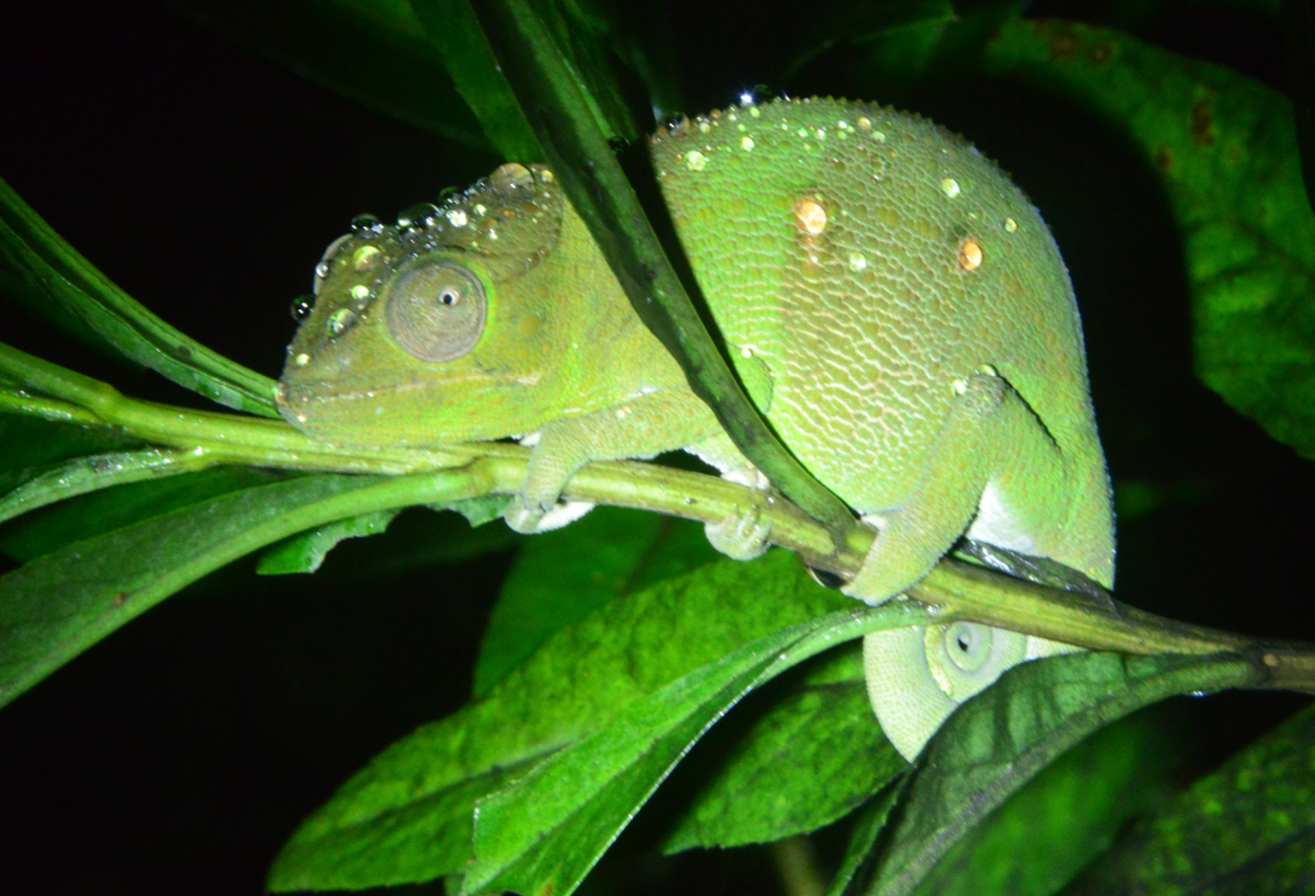 F. bifidus female