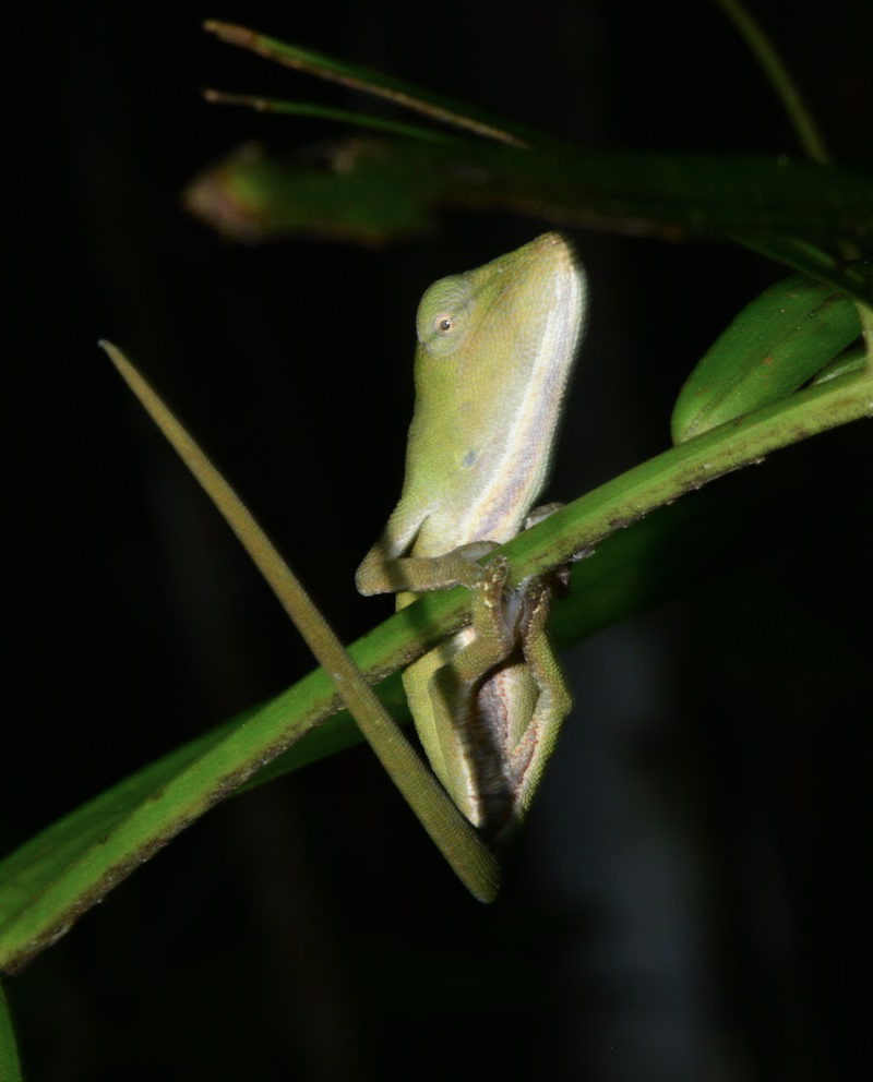 C. glawi
